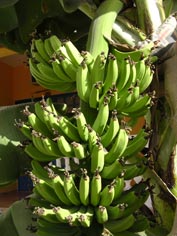 Bananier à Dakar
