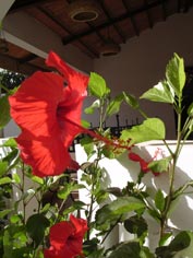 Fleurs devant le bar