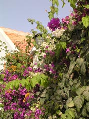 Jardin de l'hotel de Dakar